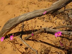 Wildflowers ....