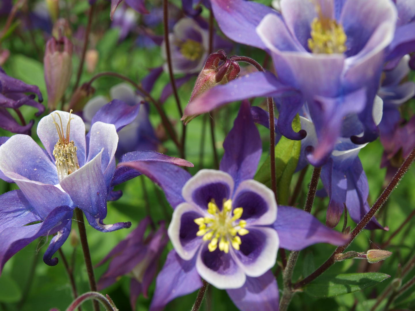 wildflowers