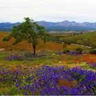 * Wildflowers / Flinders Ranges SA *