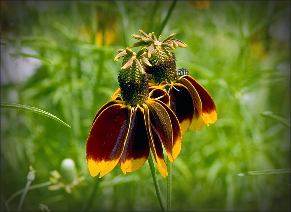 Wildflowers growing in a field by my Sissy's house.......