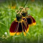 Wildflowers growing in a field by my Sissy's house.......