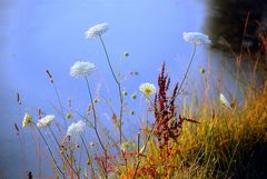 Wildflowers II