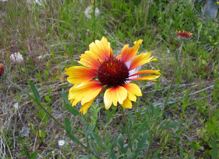 Wildflowers in New Mexico , Spring 2007_12