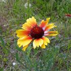 Wildflowers in New Mexico , Spring 2007_12