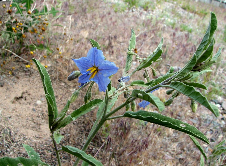 Wildflowers in New Mexico , Spring 2007_14