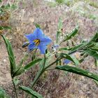 Wildflowers in New Mexico , Spring 2007_14