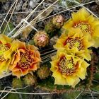 Wildflowers in New Mexico , Spring 2007_22