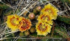 Wildflowers in New Mexico , Spring 2007_22