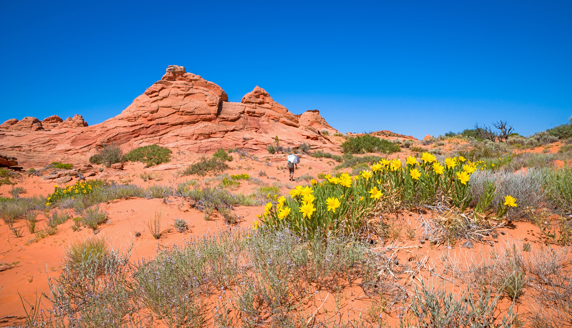 Wildflowers in Paradise