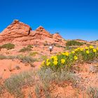 Wildflowers in Paradise