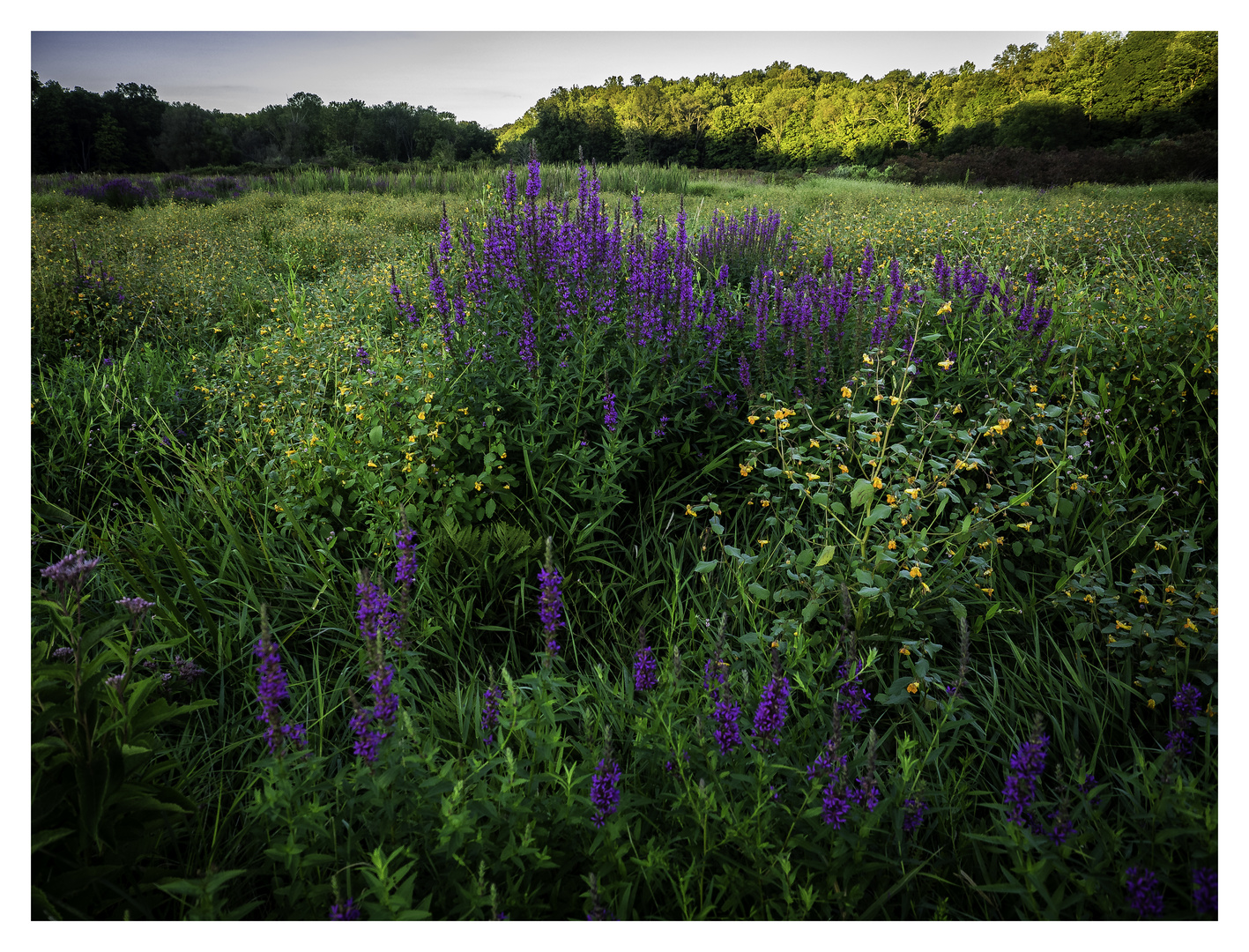 wildflowers in the meadow along the way