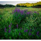 wildflowers in the meadow along the way