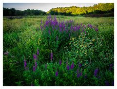 wildflowers in the meadow along the way