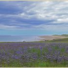 wildflowers near bamburgh