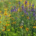 Wildflowers Of The Great Plains