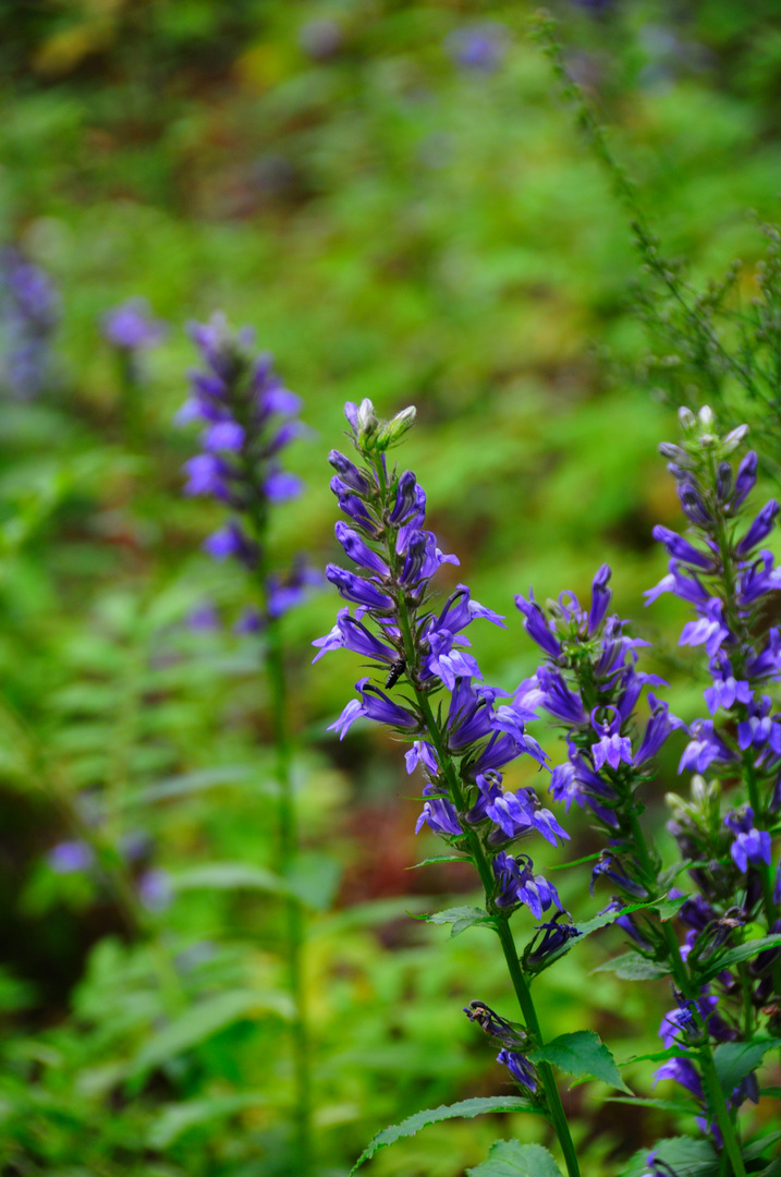 WildFlowers of the Great Smokey Mountains