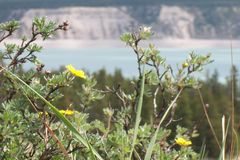 Wildflowers of the Rockies