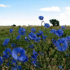 Wildflowersin New Mexico Spring_2007_31