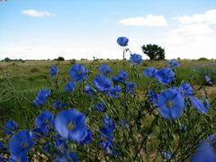 Wildflowersin New Mexico Spring_2007_31