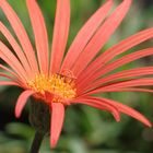 Wildform der Gerbera