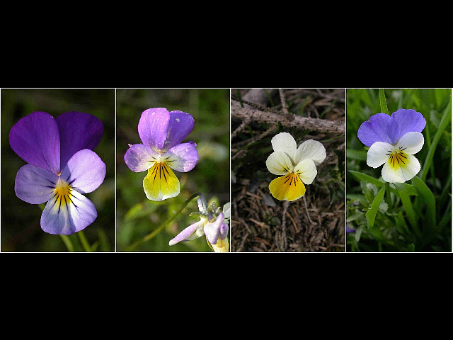 Wildform Stiefmütterchen