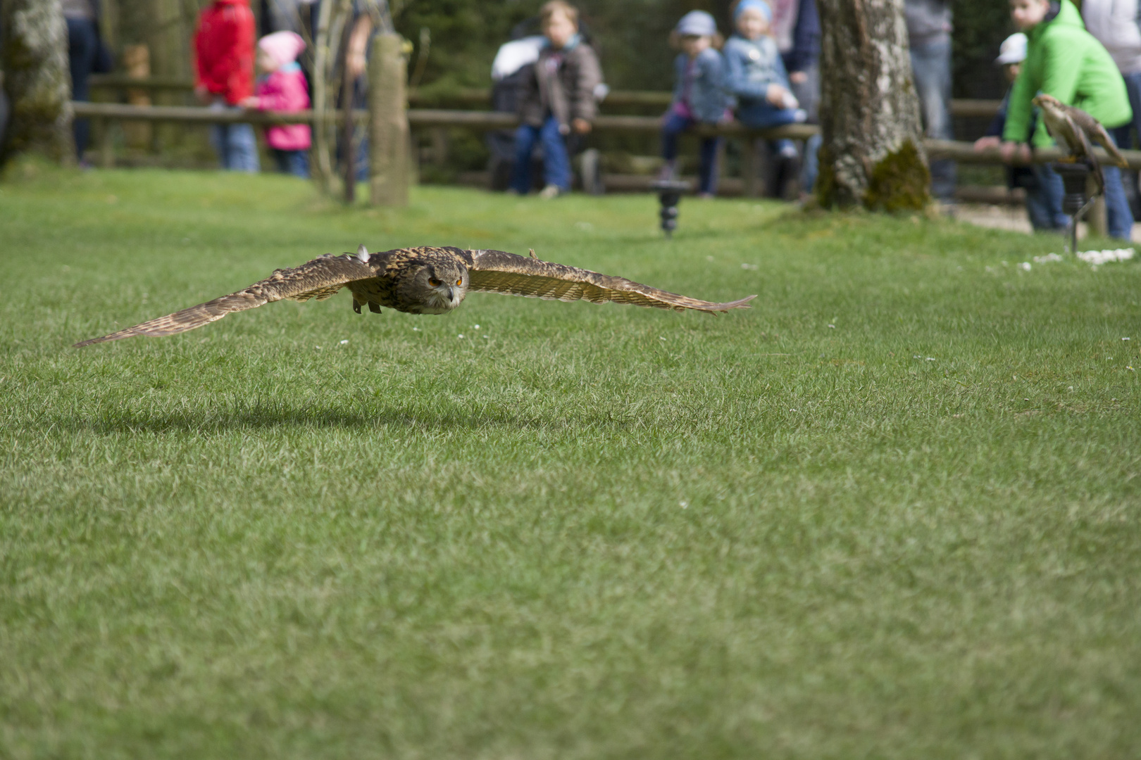 Wildfreigehege Hellenthal 10.04.2016