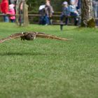 Wildfreigehege Hellenthal 10.04.2016