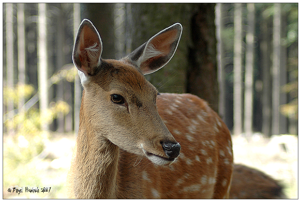 Wildfreigehege Wildenburg