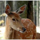 Wildfreigehege Wildenburg