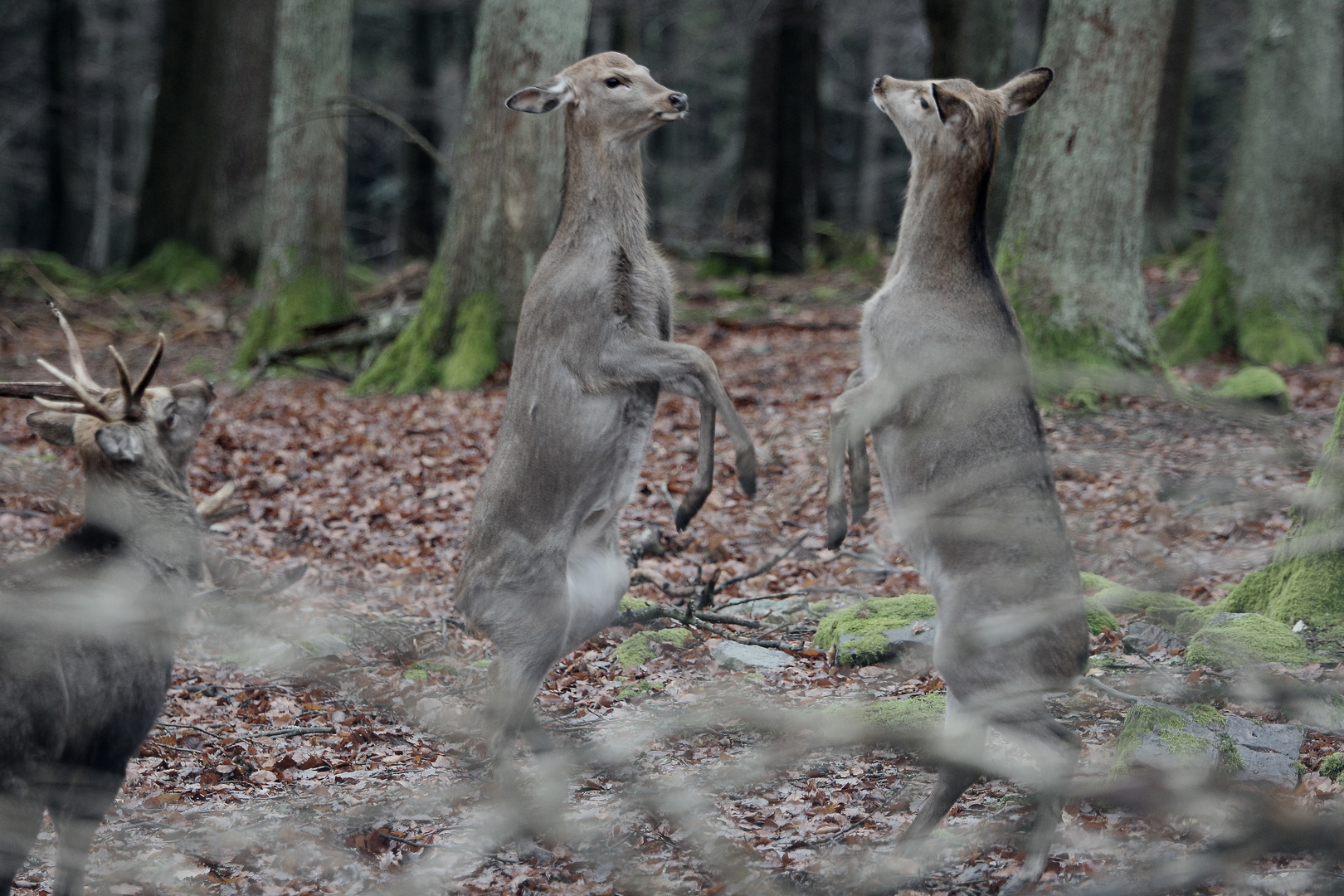 Wildfreigehege-Wildenburg - Aktuelles