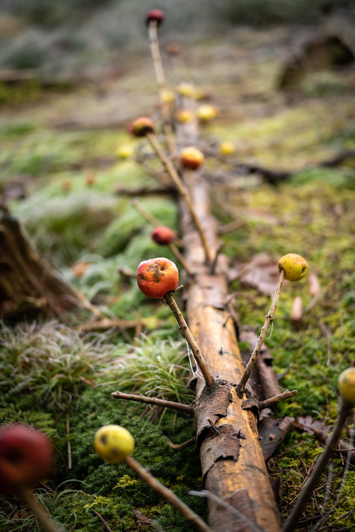 Wildfütterung