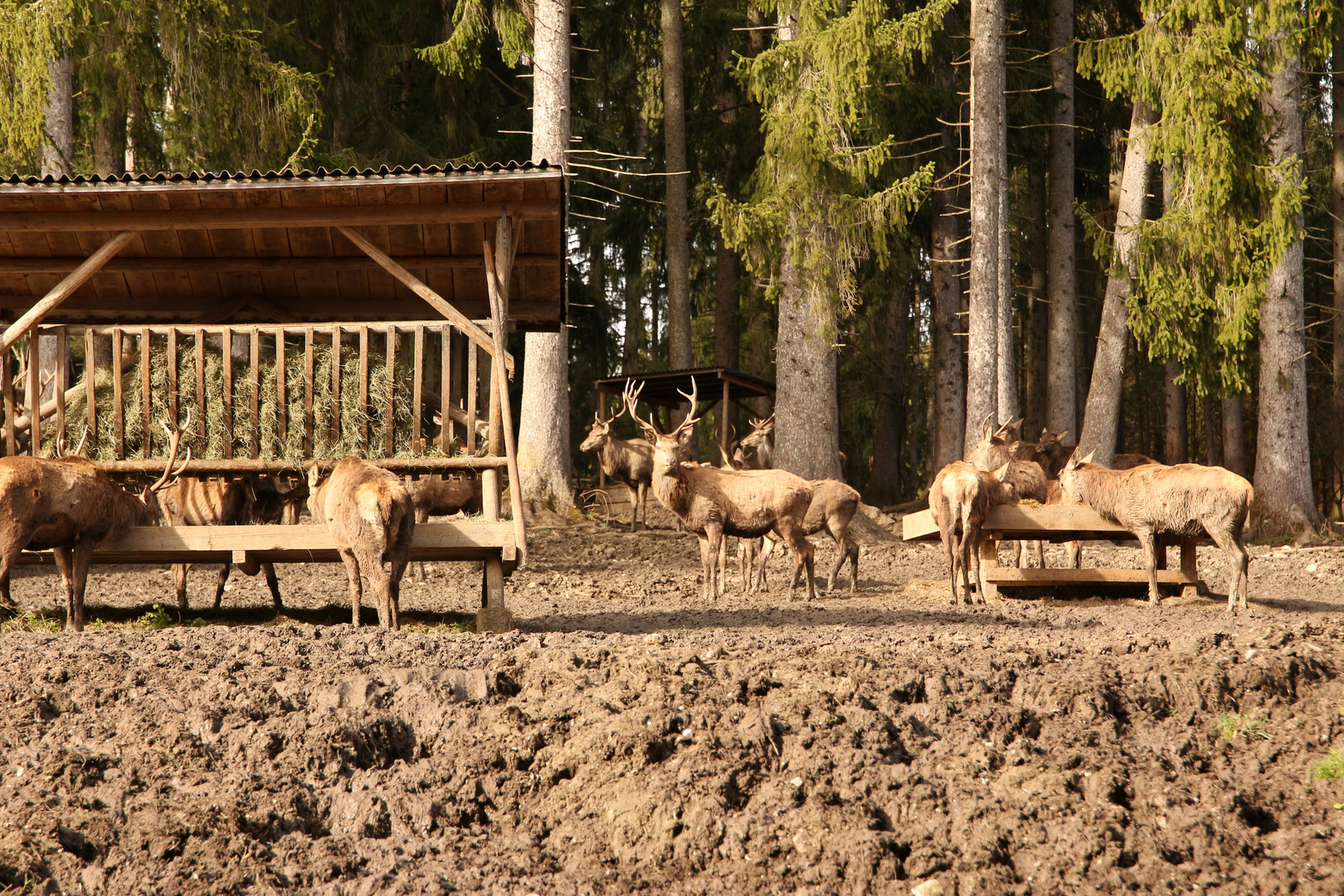 Wildfütterung I