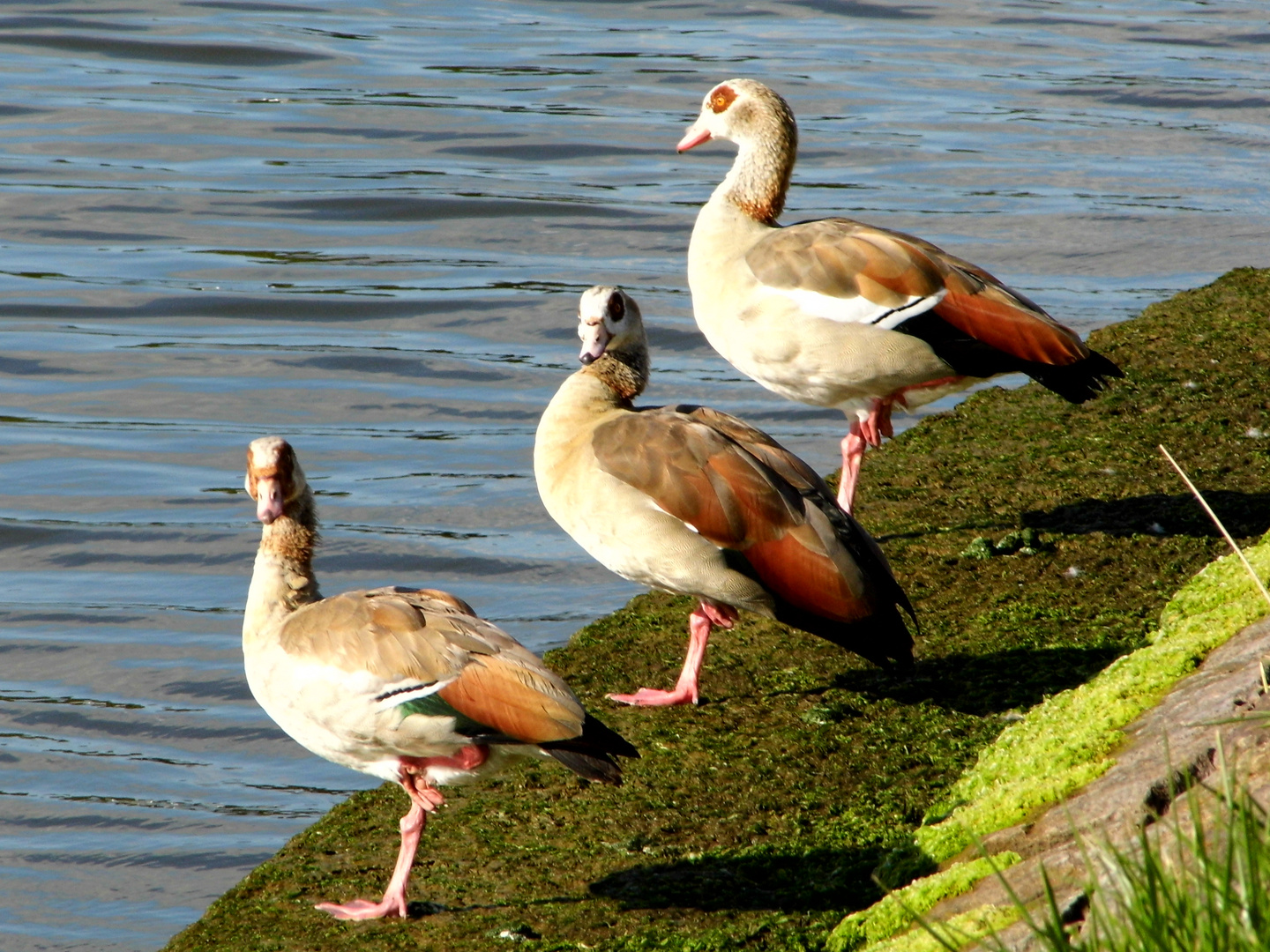 Wildgänse