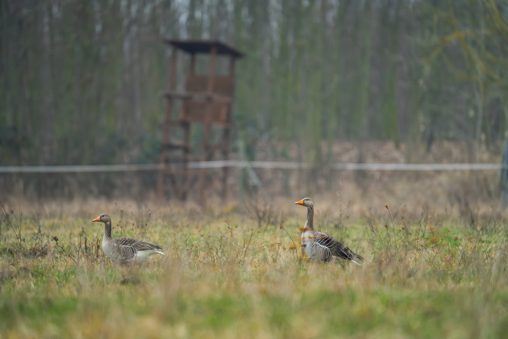 Wildgänse 