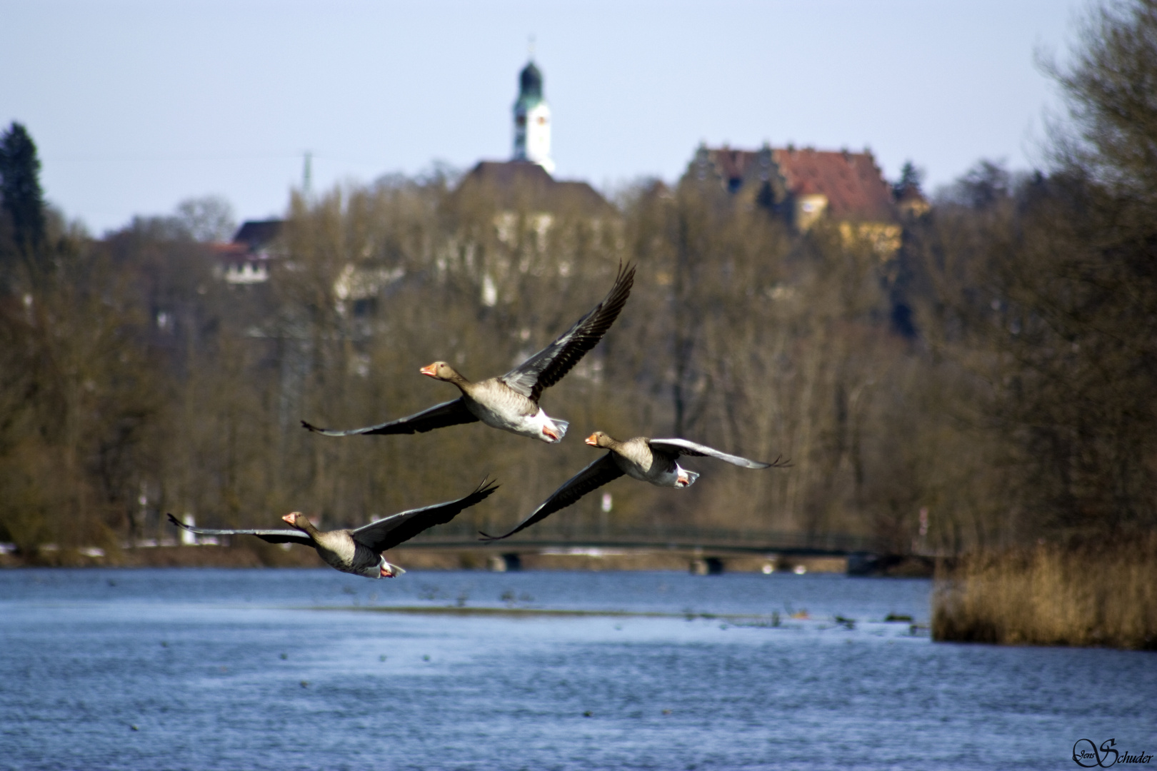 Wildgänse