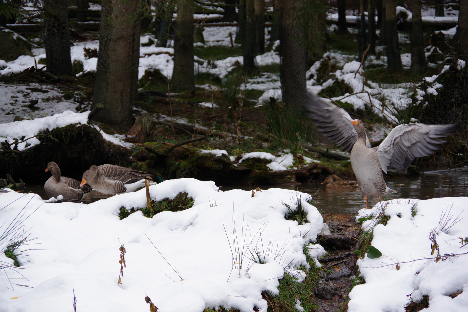 Wildgänse