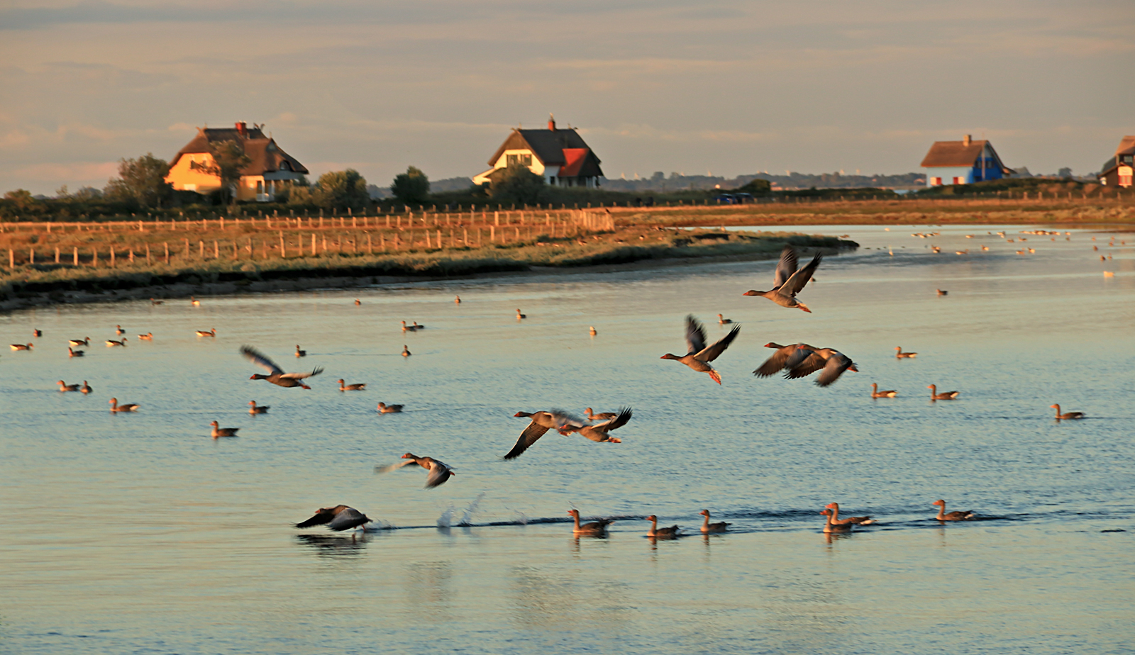 Wildgänse am Abend