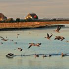 Wildgänse am Abend