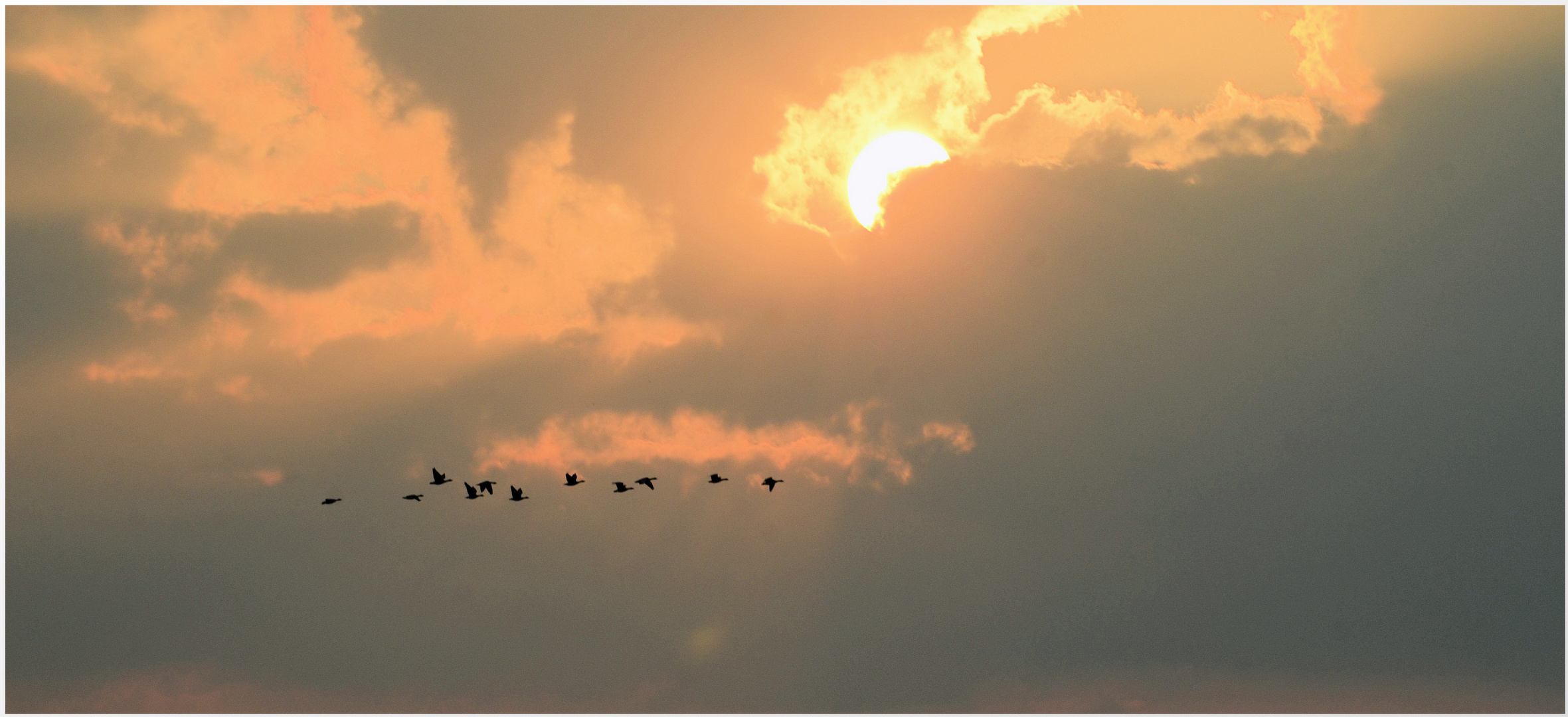 Wildgänse am Abendhimmel 2