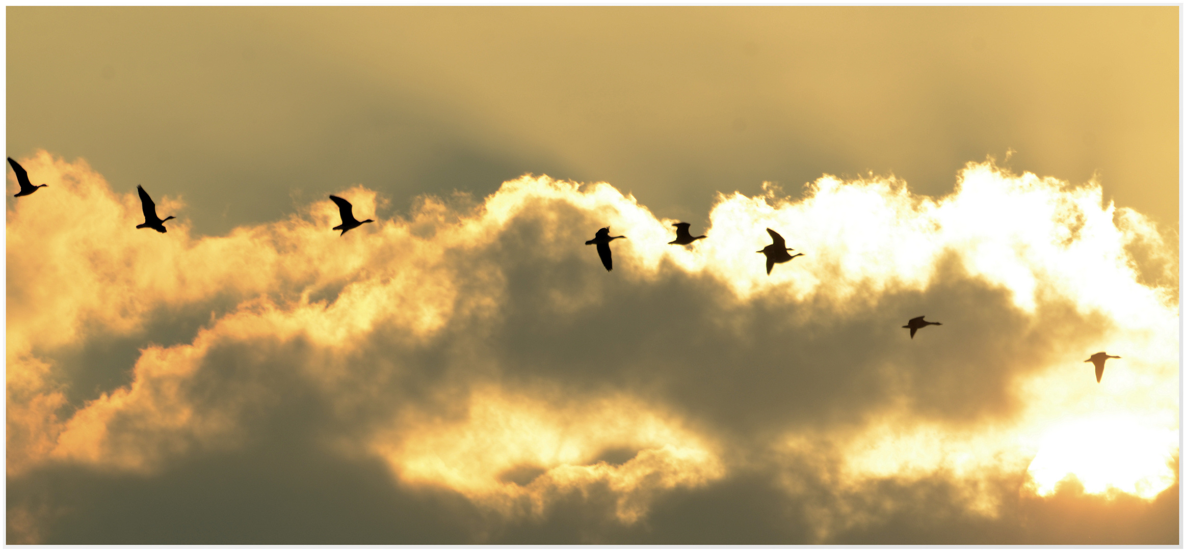 Wildgänse am Abendhimmel