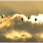 Wildgänse am Abendhimmel