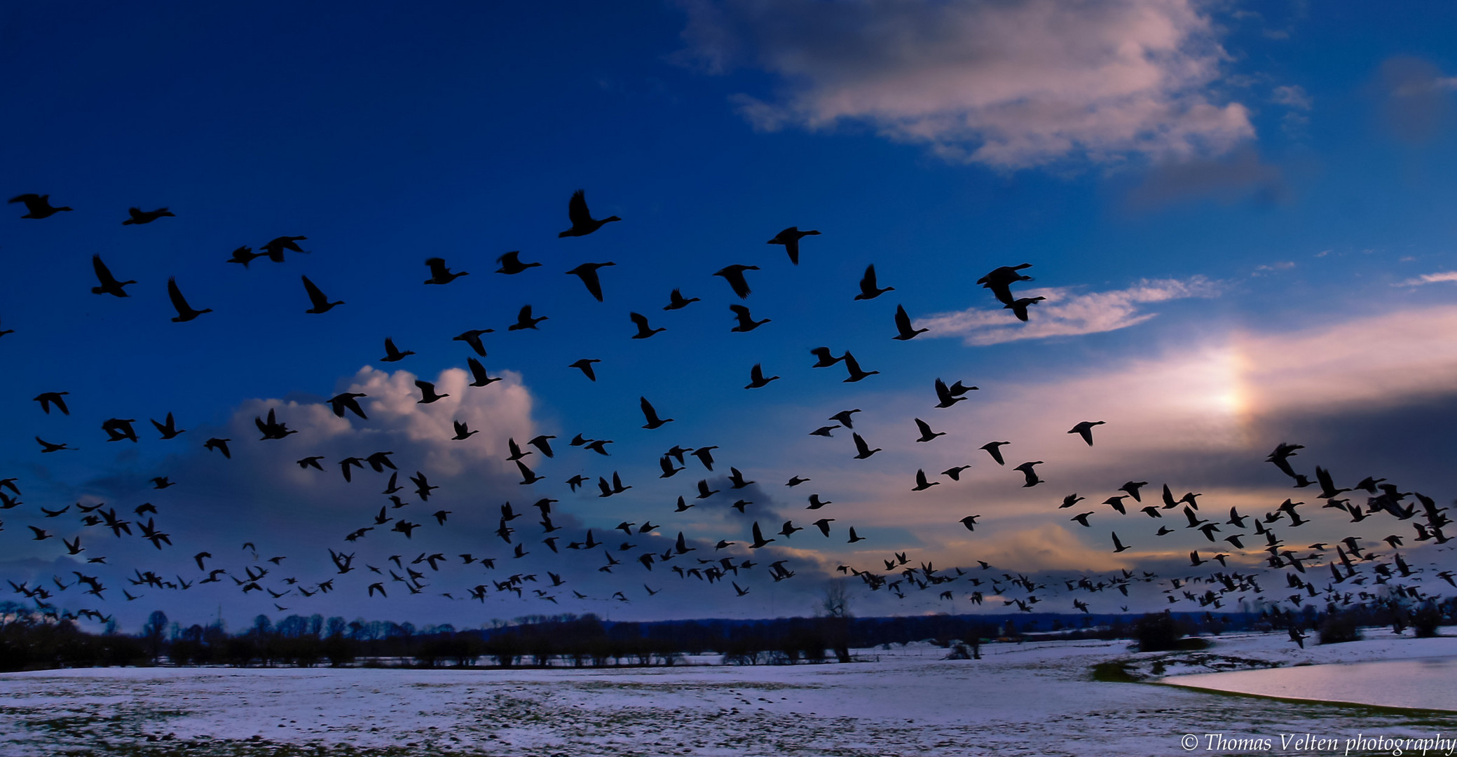 Wildgänse am abendhimmel - Niederrhein bei Kleve im Winter 2013