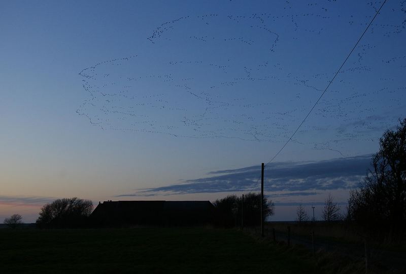 Wildgänse am Abendhimmel......heute abend