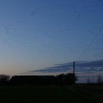 Wildgänse am Abendhimmel......heute abend