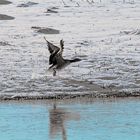 Wildgänse am Altmühlsee