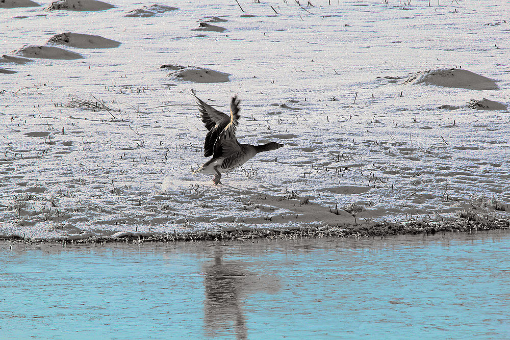 Wildgänse am Altmühlsee