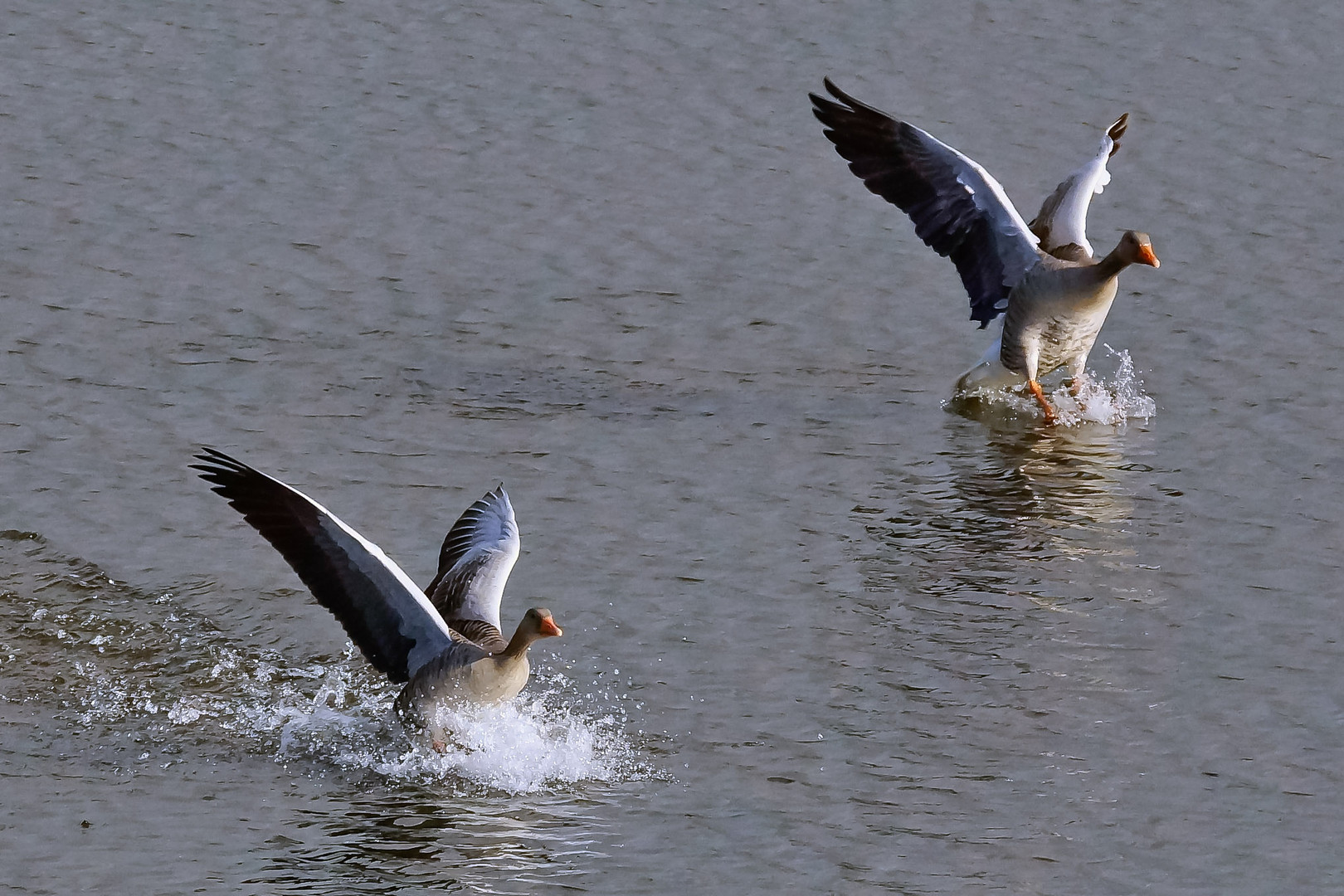 Wildgänse am Altrhein bei Griethausen - Landung im Wasser