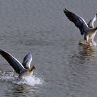 Wildgänse am Altrhein bei Griethausen - Landung im Wasser