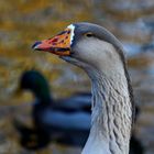 Wildgänse am Bruchsee