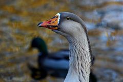 Wildgänse am Bruchsee